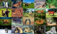 Animals Photo Screensaver Volume 1 screenshot